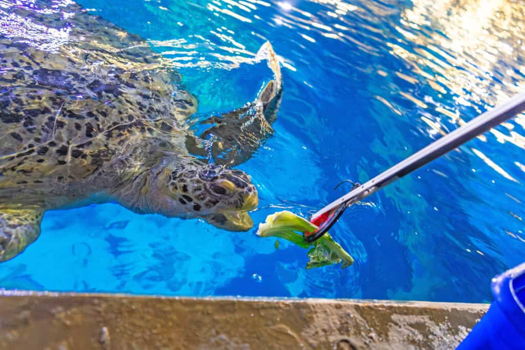 Turtle Feeding in Plymouth