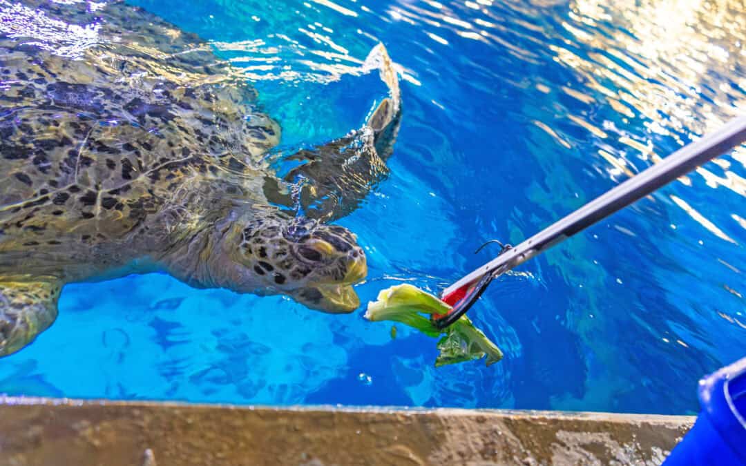 Turtle Feeding in Plymouth