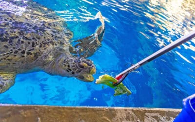 Go behind the glass: National Marine Aquarium launches new behind-the-scenes experience for ocean lovers